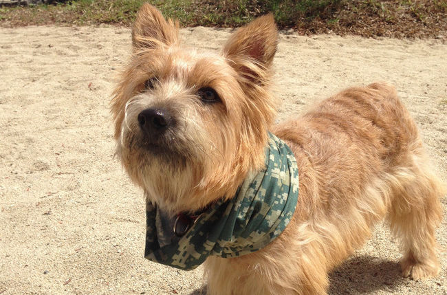 不掉毛无体味性格温顺的小型犬,宠物狗大全表