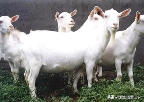 农村没技术适合干什么,没本钱没技术在农村怎么创业项目