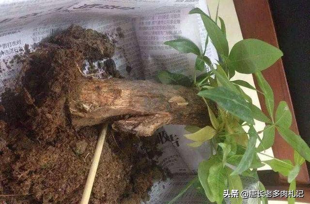 发财树冬天主干褶皱变软,发财树根部发皱什么引起的