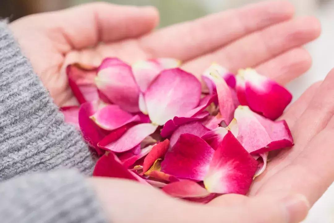 撩炸日韩少女心!风靡韩国的「花草系」咖啡店,韩国明星都爱去!