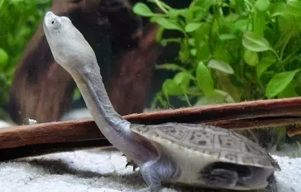 龟类大百科,大眼睛龟类