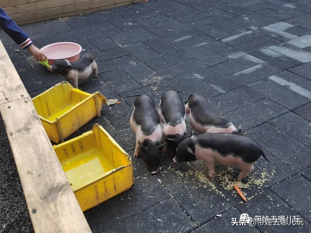 北京五环内新开萌宠乐园,除了喂动物,还能玩大滑梯、免费享帐篷