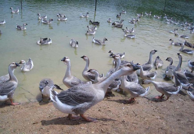 养殖狮头鹅创业记录全过程,养殖5000只鹅政府补贴有多少