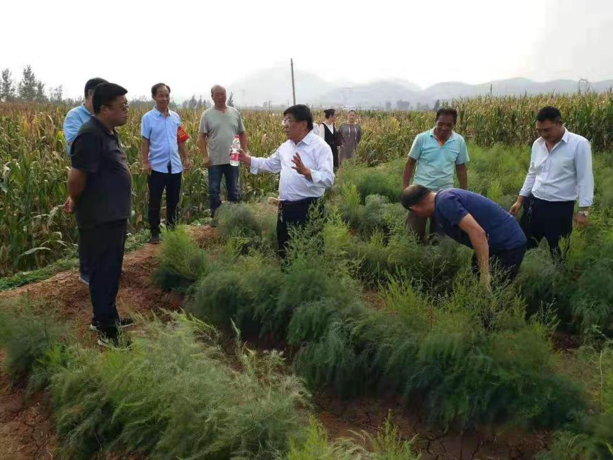 亩产万元,情暖百姓!——看鹤壁最美芦笋姐刘海燕如何带村民致富