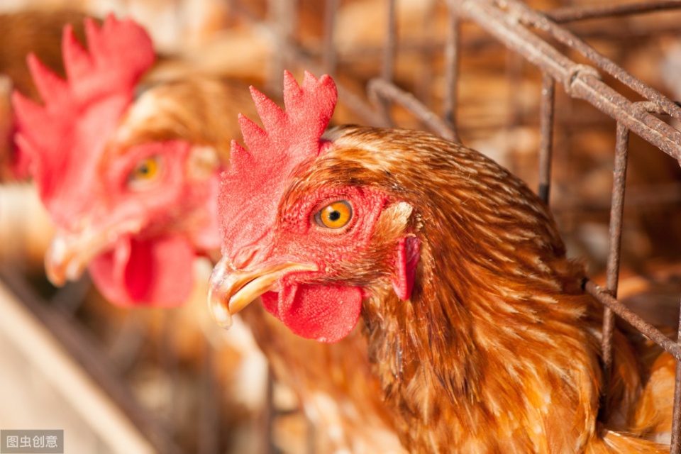 家禽咳嗽呼噜,家禽呼噜咳嗽