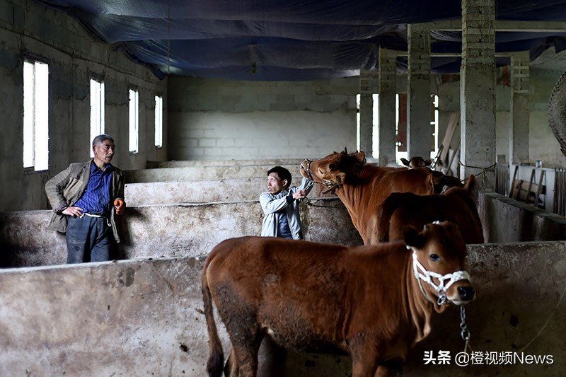 贵州养牛户王华银,贵州矮哥王华银的全部视频