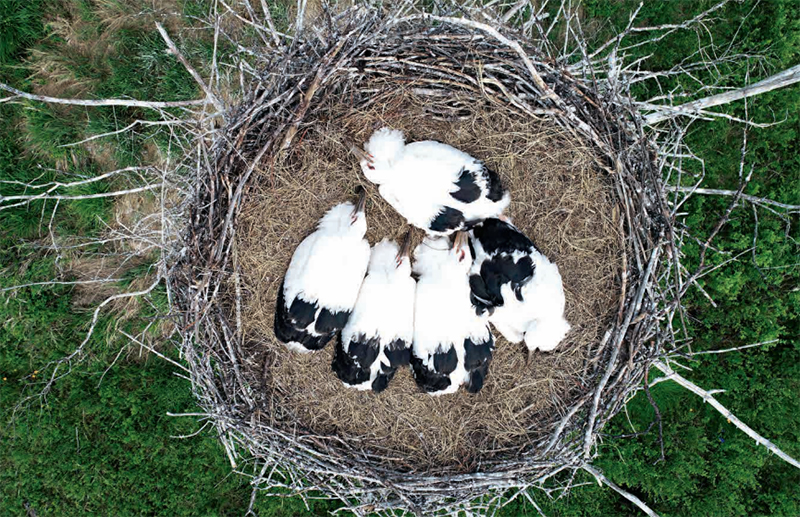 林草知识普及,林草科普讲解