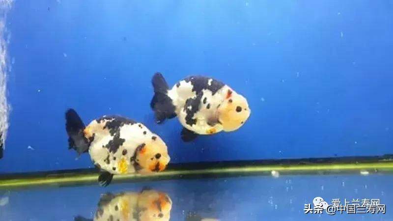 兰寿金鱼鲨鱼鳍品种图片大全,金鱼泰狮与兰寿是一个品种吗