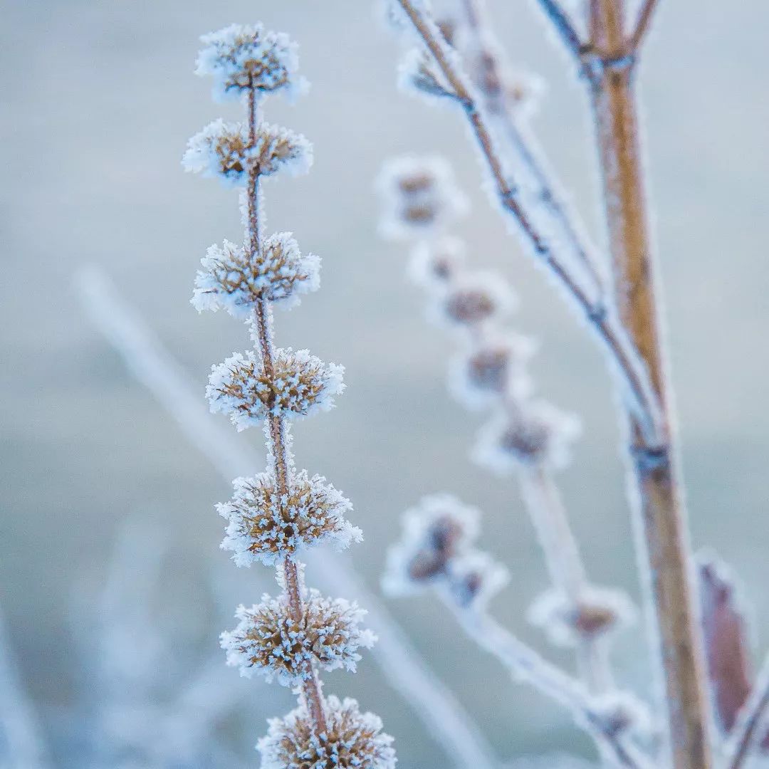 最好看的雾凇,为什么吉林的雾凇最知名