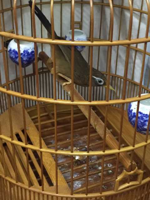 画眉鸟咬尾怎么治,画眉鸟受惊吓咬尾怎么办