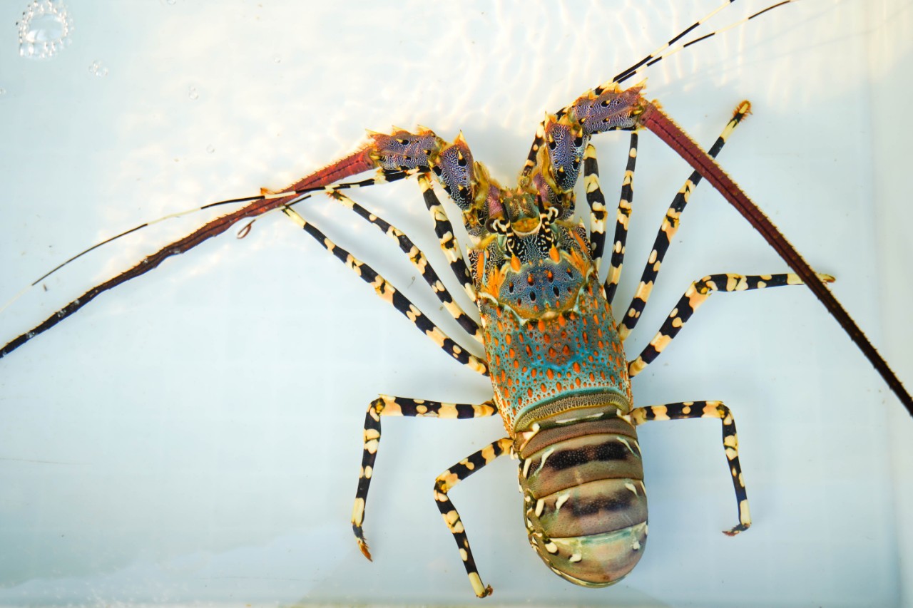 海南文昌温德姆酒店,文昌温德姆酒店排名