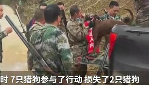 四川通江县野猪泛滥打野猪,巴中通江县野猪泛滥