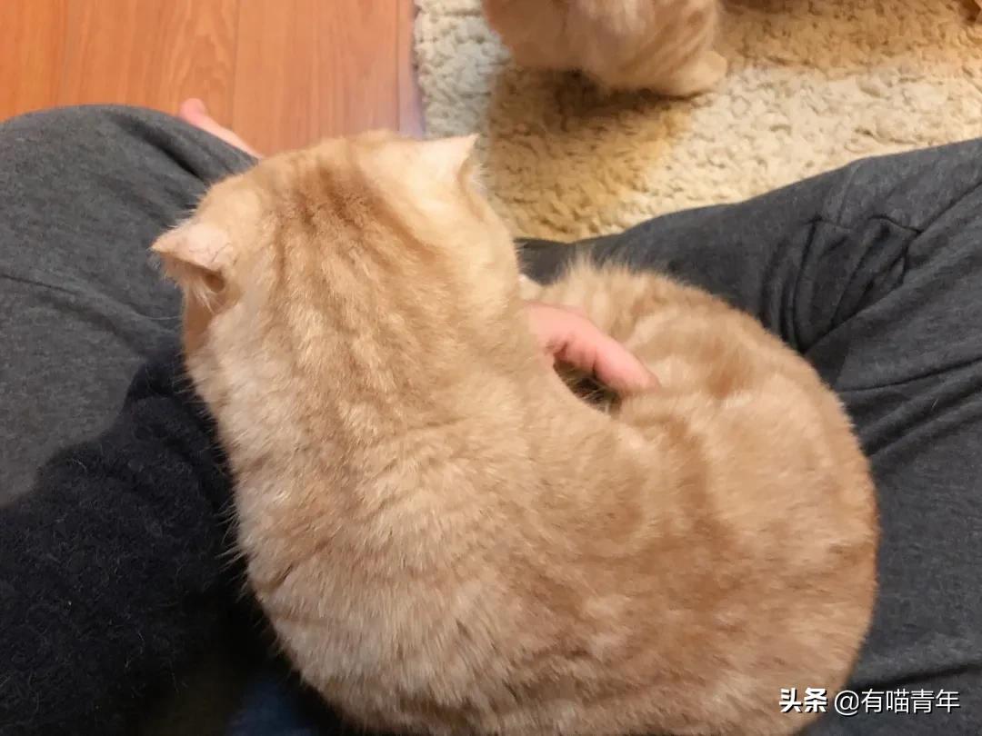 最可怕的5种猫,盘点很可怕的几种猫