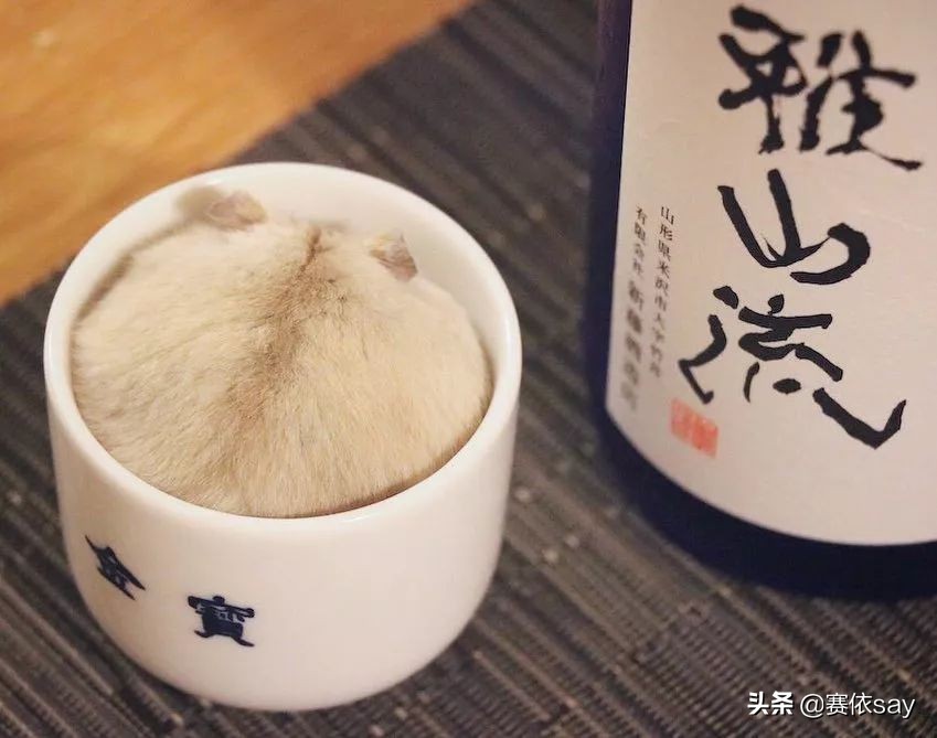 日本推主养了只小仓鼠，又团又圆的样子简直萌炸了！可爱到治愈！