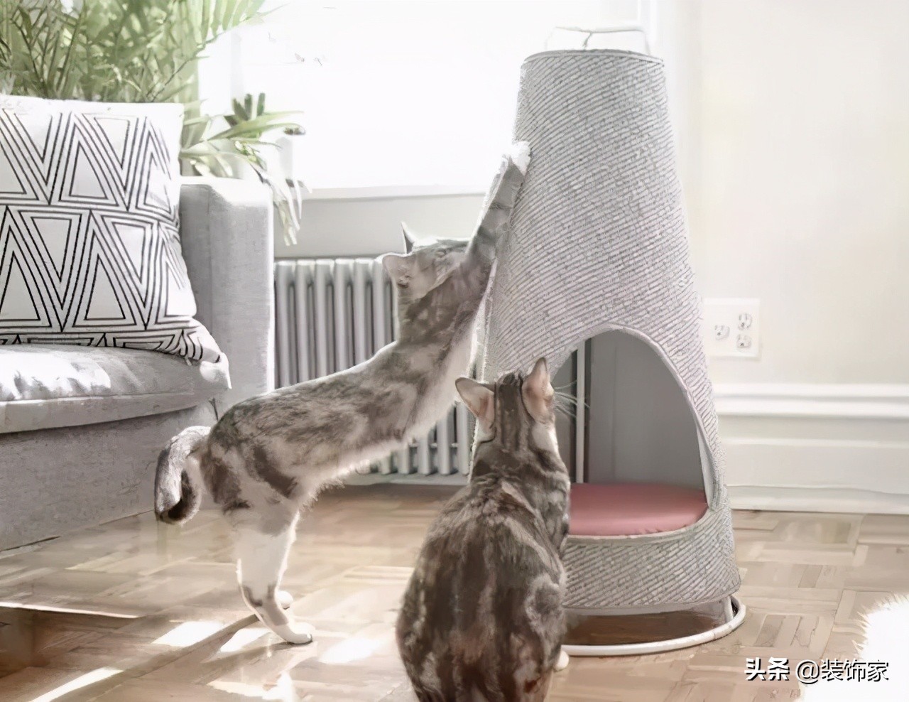 铲屎官最爱的客厅方案,铲屎官最满意的卧室装饰