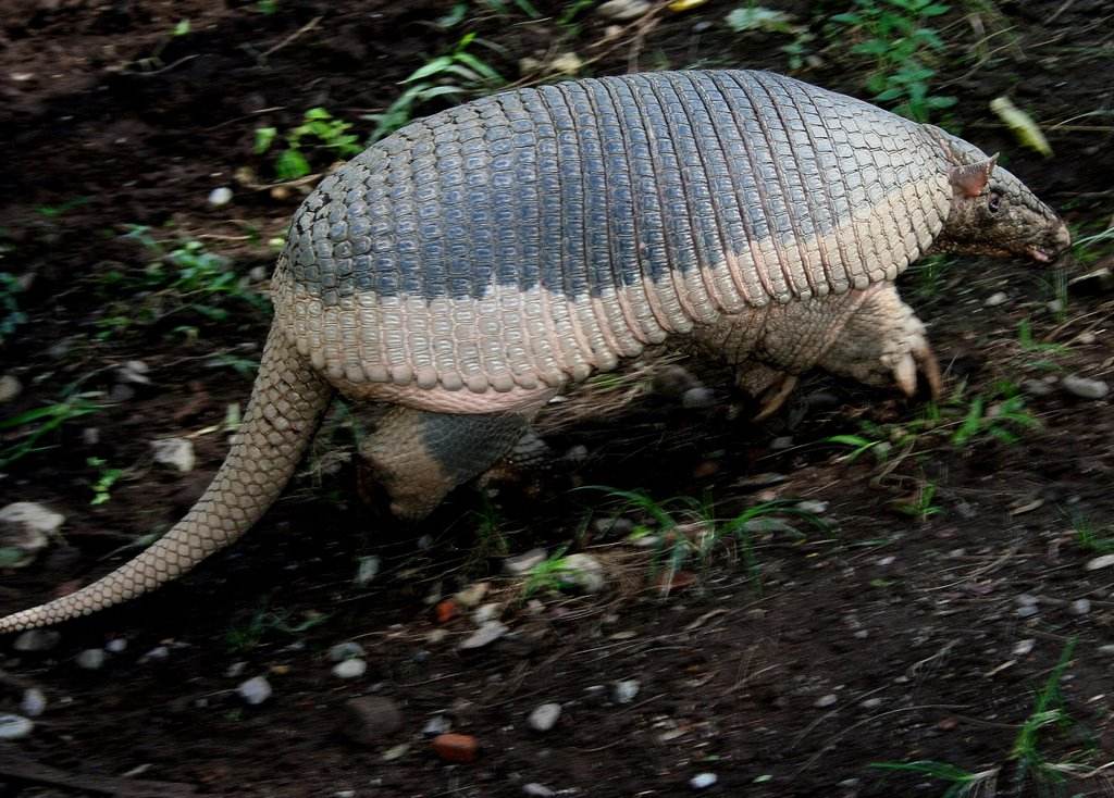 外形奇特的潮鞋,外形奇特的火龙果