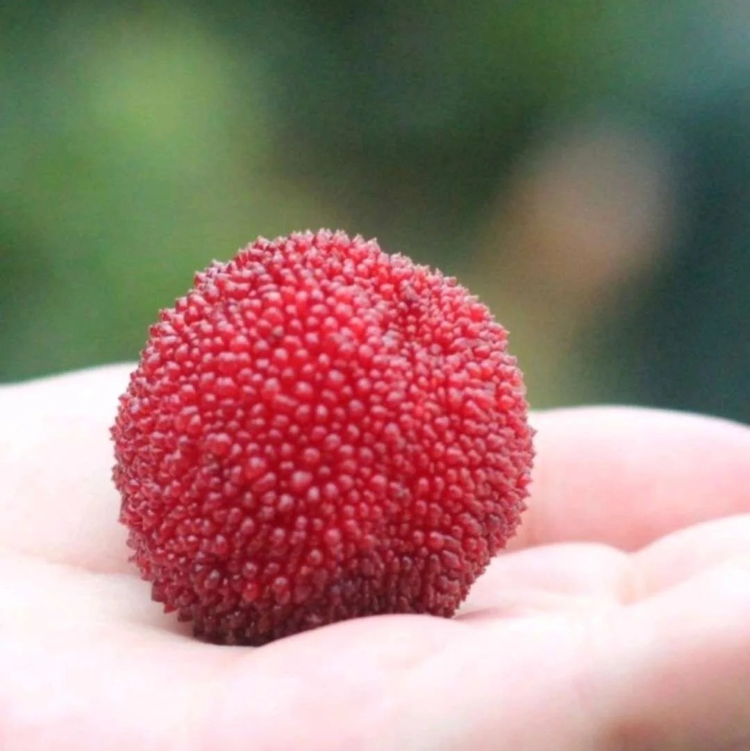 一听到菠萝就酸,盘点那些能让你疯狂流口水的水果