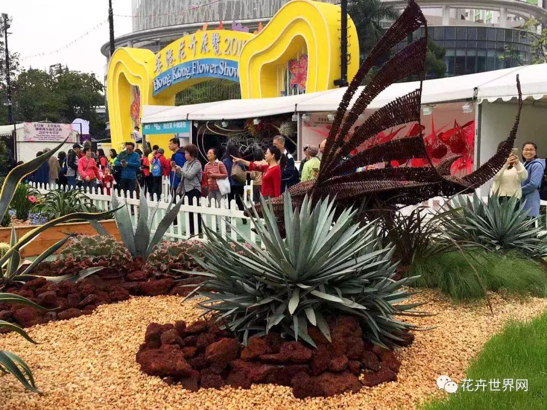 香港花卉艺术展,共赴盛会活动