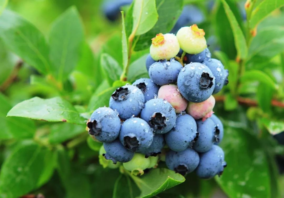 安徽省蚌埠市陆春燕,蚌埠陆春燕