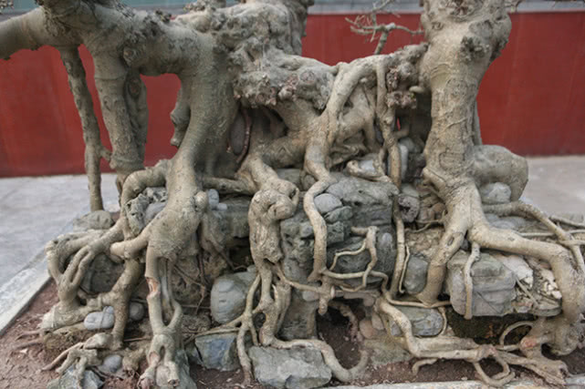 ​越南男子15年前花三千元买棵盆景树，现有人出价数十万不舍得卖