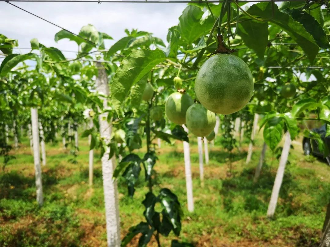 同时期内马尔和梅西,内马尔队和梅西队比赛