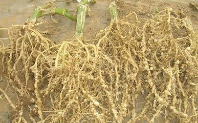 农药杀虫杀菌大全,药效长的杀虫杀螨农药