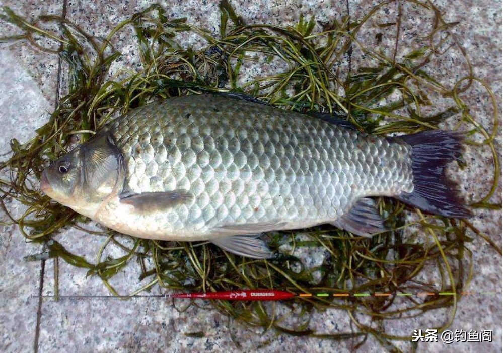 水草多的野河怎么钓鱼,几乎不走水的野河怎么诱鱼
