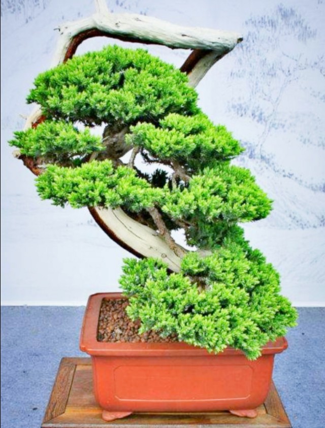 柏树桩盆景的造型,柏树舍利杆与枝条怎么完美过渡