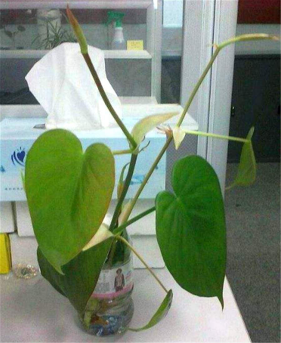 叶片水培扦插生根最快方法,水培心叶球兰怎么扦插