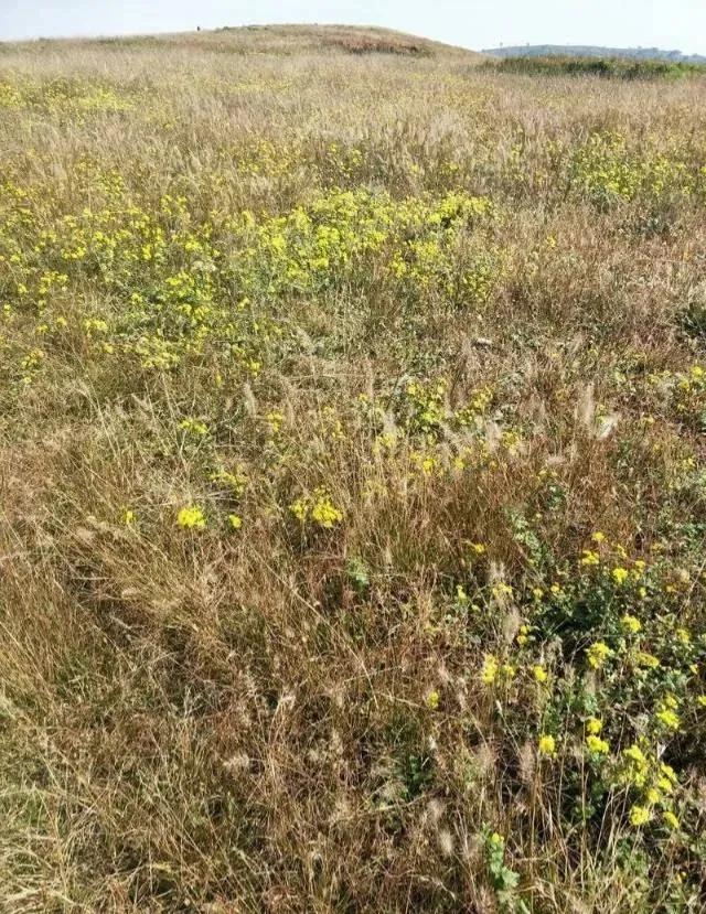 想不通就去爬山看海吧,呼伦贝尔大草原自驾游攻略