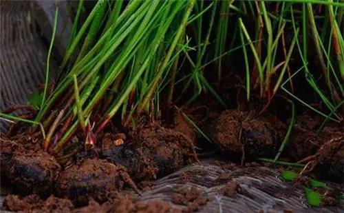 荸荠病虫害的防治技术,荸荠怎样管理才能高产大个