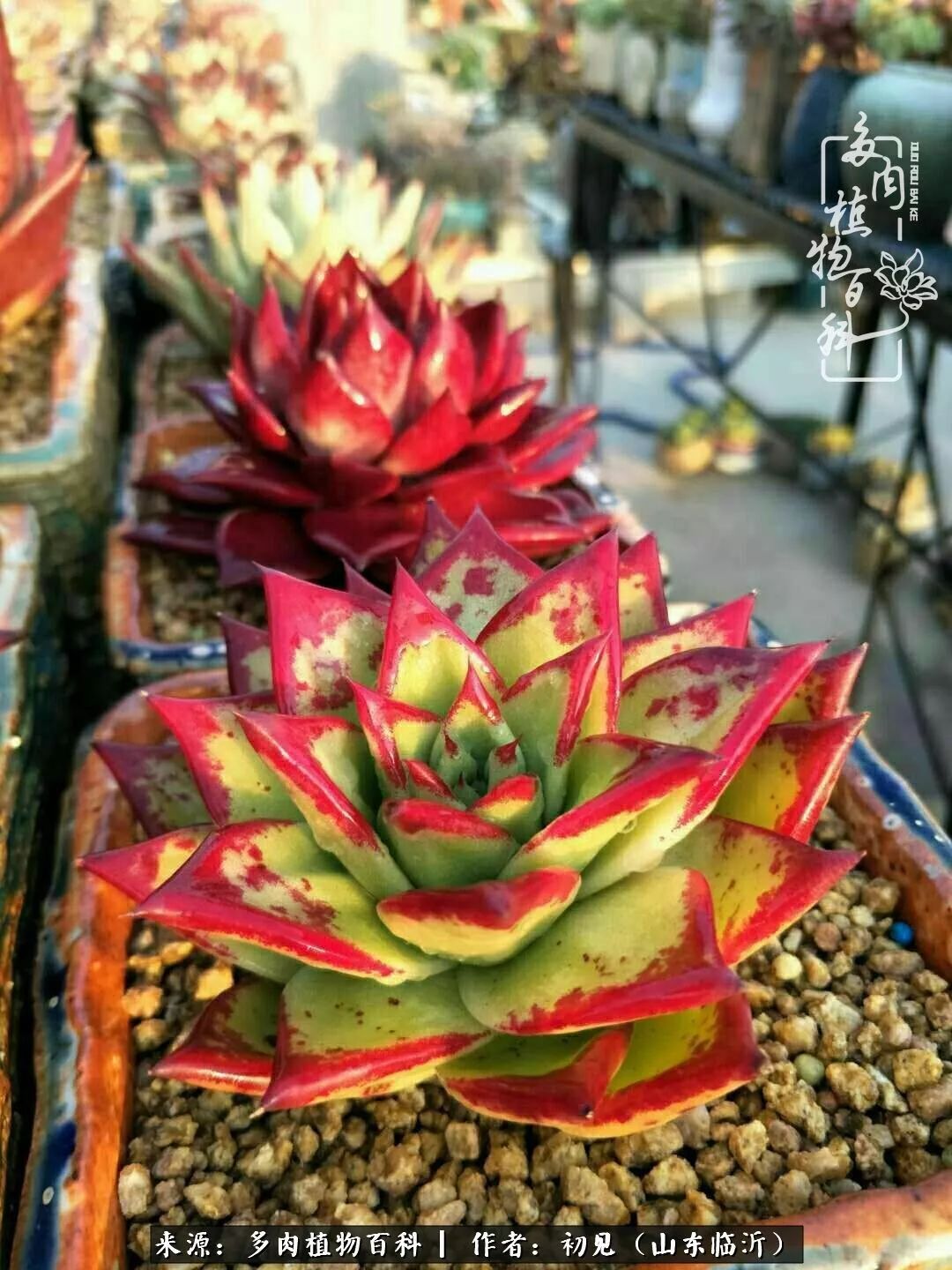 四季颜值在线的多肉,多肉的每一天