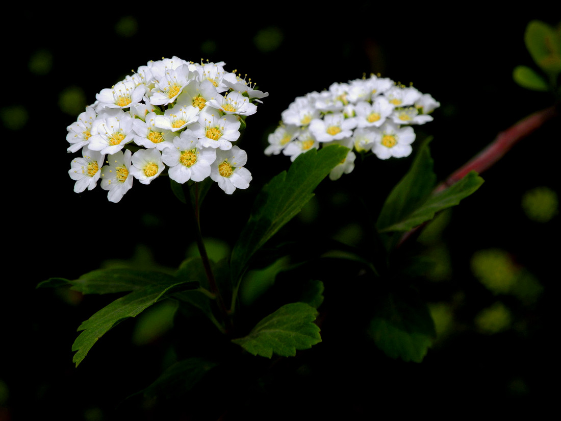 能治跌打损伤的植物图片,七叶一枝花治疗跌打损伤经验