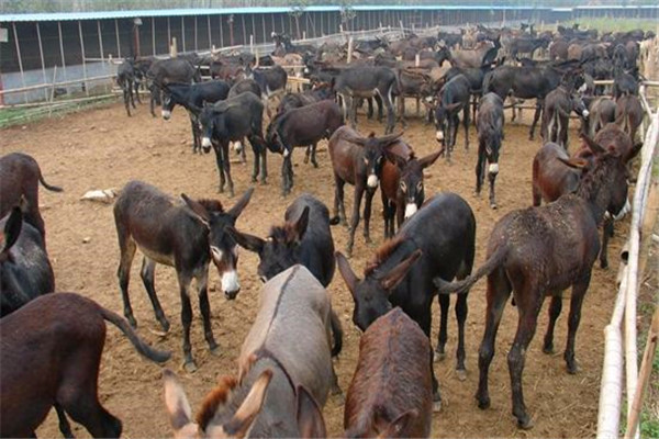 驴肉怎么养,驴肉好吃为什么不大量饲养