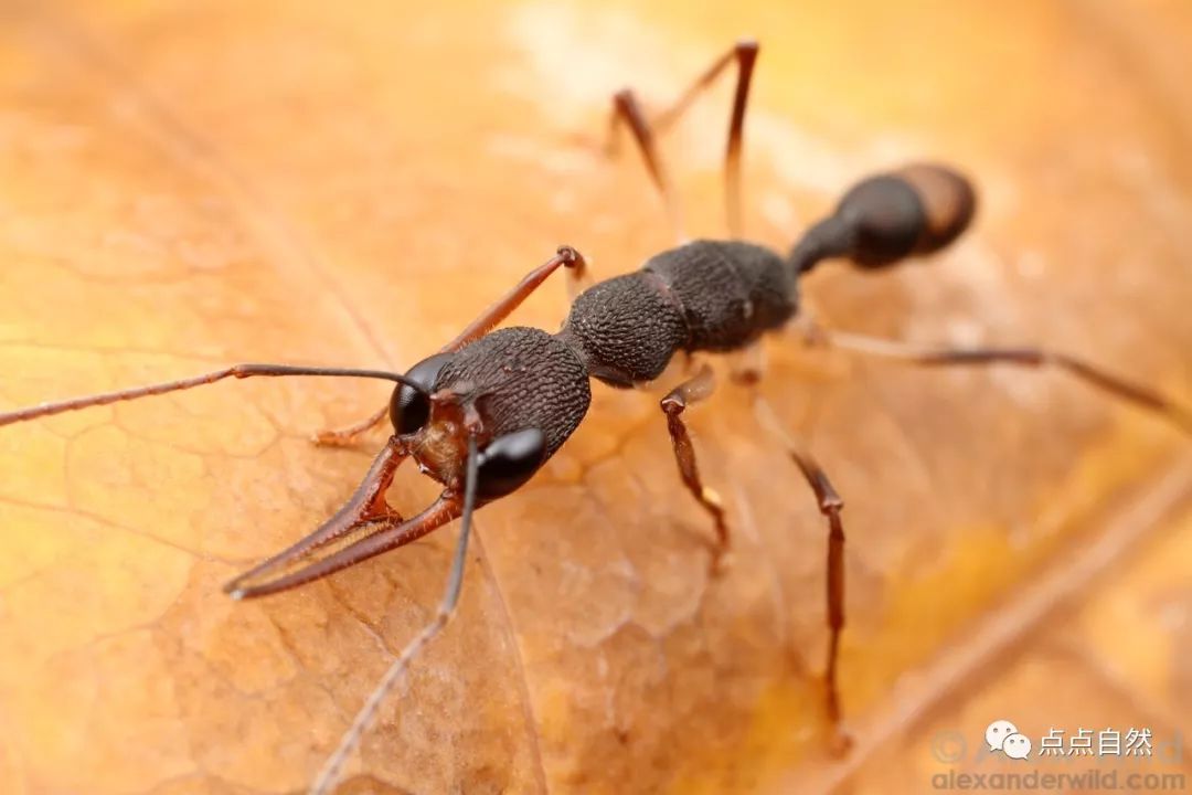 宠物蚂蚁基础知识,宠物蚂蚁怎么养新手教程