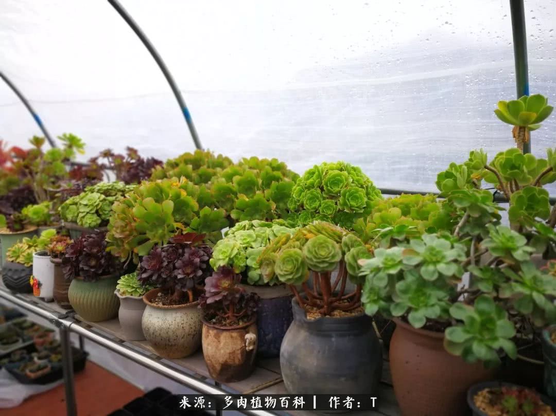 多肉还可以这样玩(上):八年养肉路剪影!