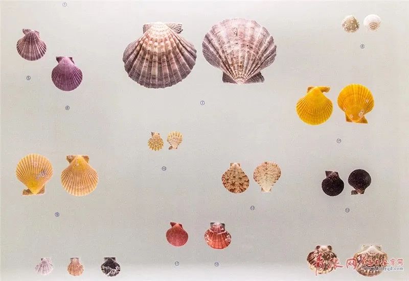 青岛博物馆打卡攻略,北京必打卡的宝藏博物馆