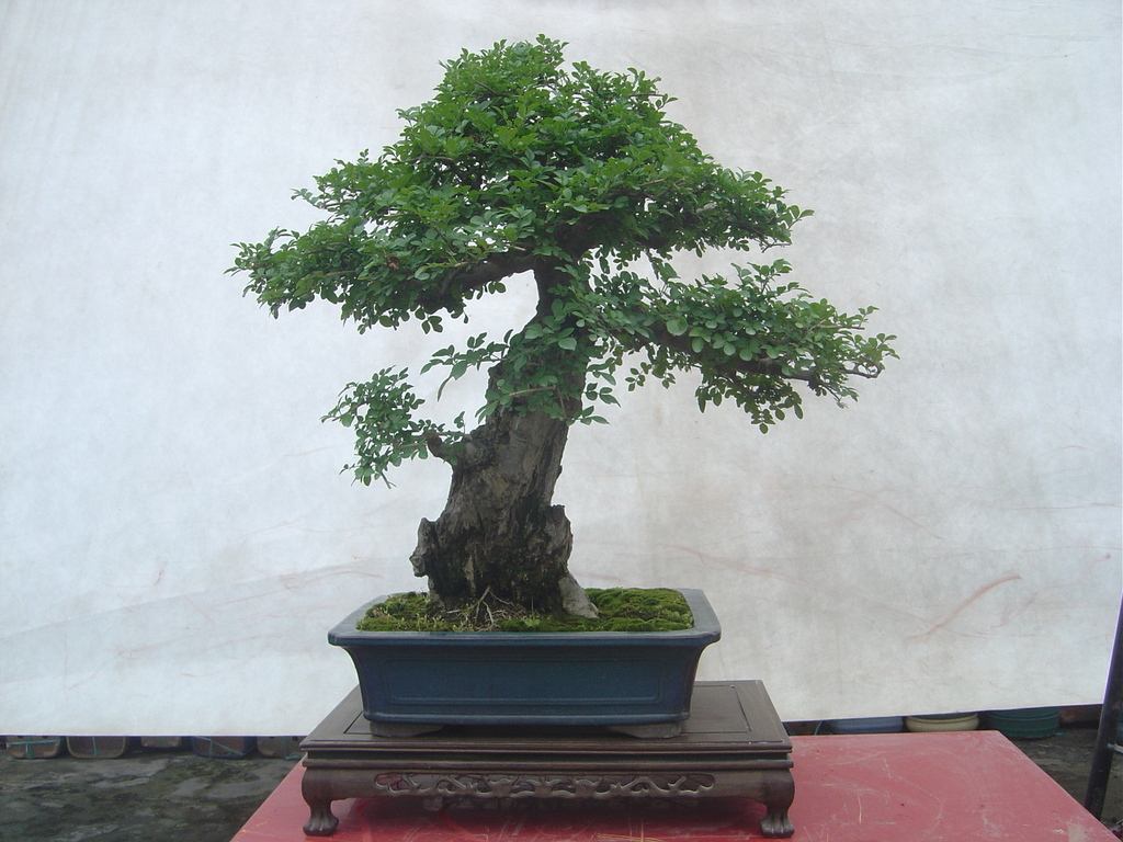 白蜡盆景有什么作用与功效,家养盆景坏处