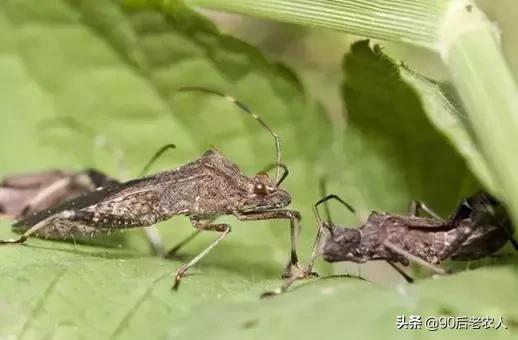 田间益虫是什么,田野益虫有哪些