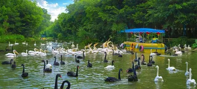 长隆飞鸟乐园拍鸟攻略,广州长隆飞鸟乐园可以摸哪些鸟