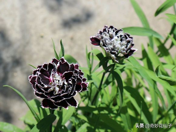 石竹花属于什么花卉,各种石竹花的品种和图片