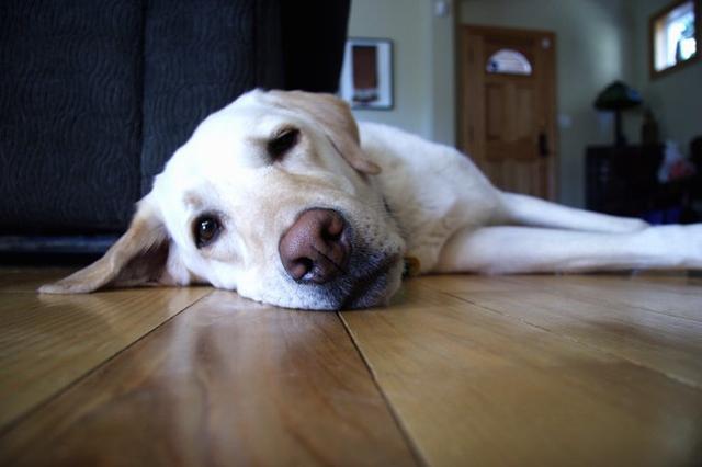 狗狗便秘了如何帮助狗狗排便,狗狗便秘怎么让狗狗排出粪便