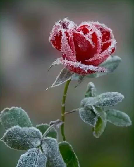 安徽庐江黄道中学张林俊《乐仙集》诗词歌赋之九