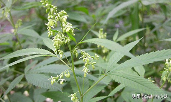 火麻仁的正确采制方法,火麻怎么种植家庭盆栽