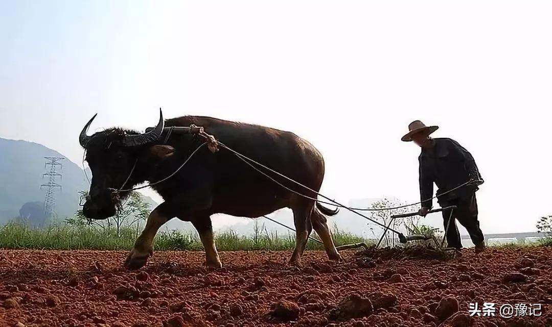 我的家乡在秋收,河南老家秋收场景