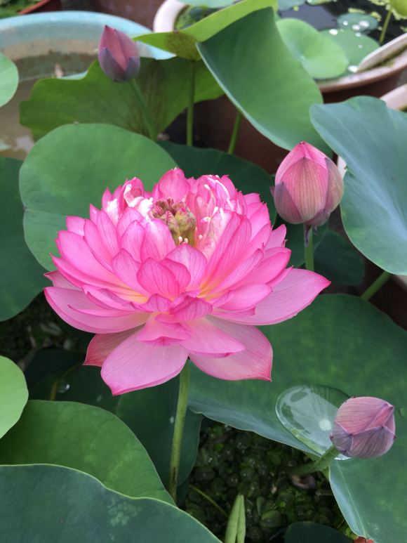 种碗莲几天开叶几天浇水,碗莲种藕种下几天叶片展开