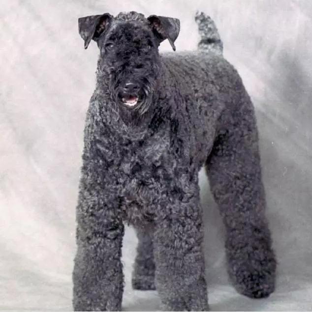 45种狗狗,45种狗狗很难得一见你认识几种