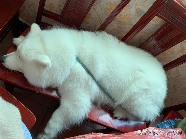 萨摩耶有多贪玩,萨摩耶玩耍日常