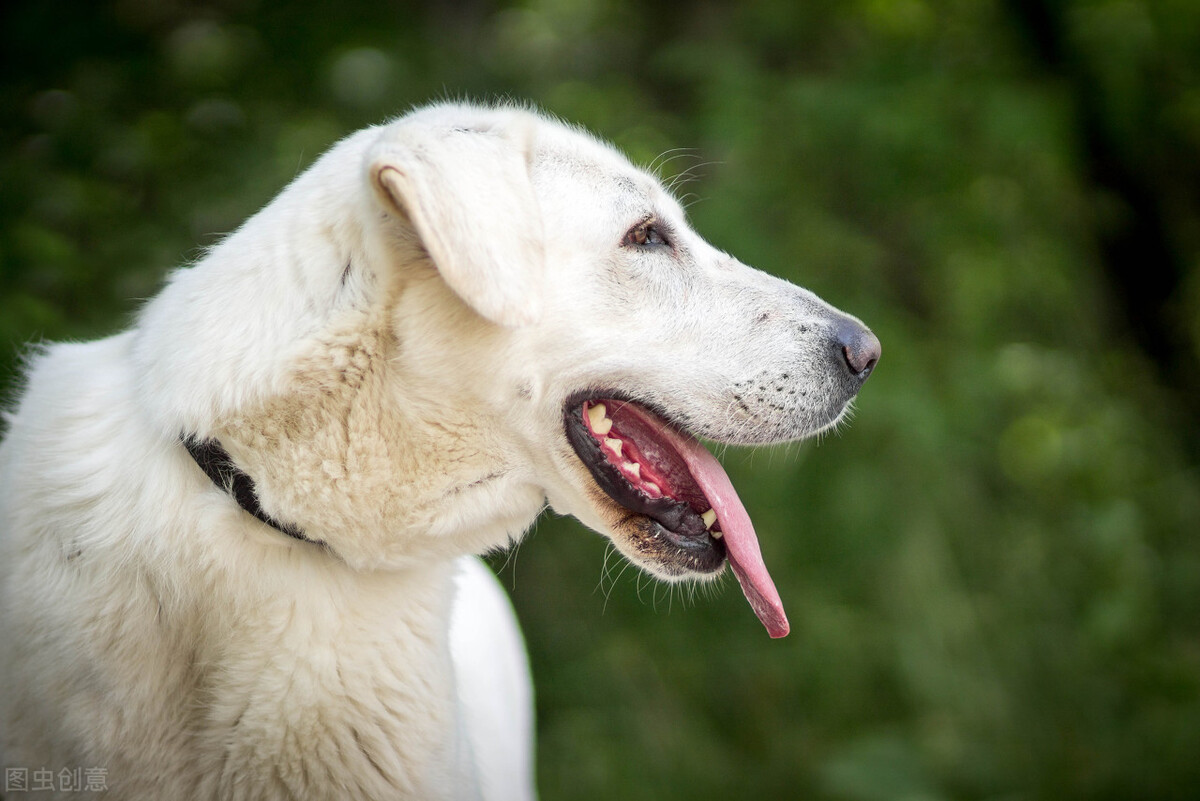 儿童肾病的隐形杀手,毛孩子得什么病