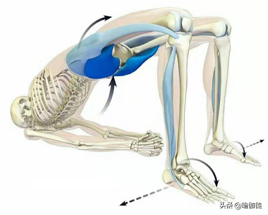 后弯为什么膝盖外扩,后膝盖蜷曲伸直拉伸疼
